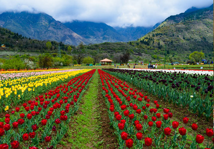 Sirnagar/Kashmir