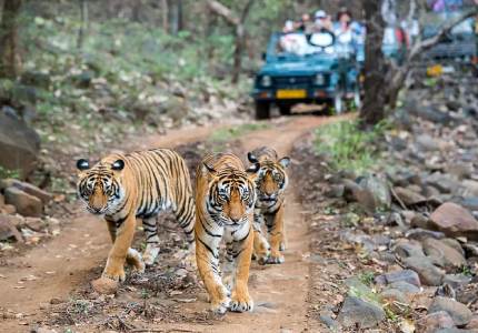 Chandigarh to Dalhousie Wildlife Escape – 4-Day Nature & Sanctuary Tour